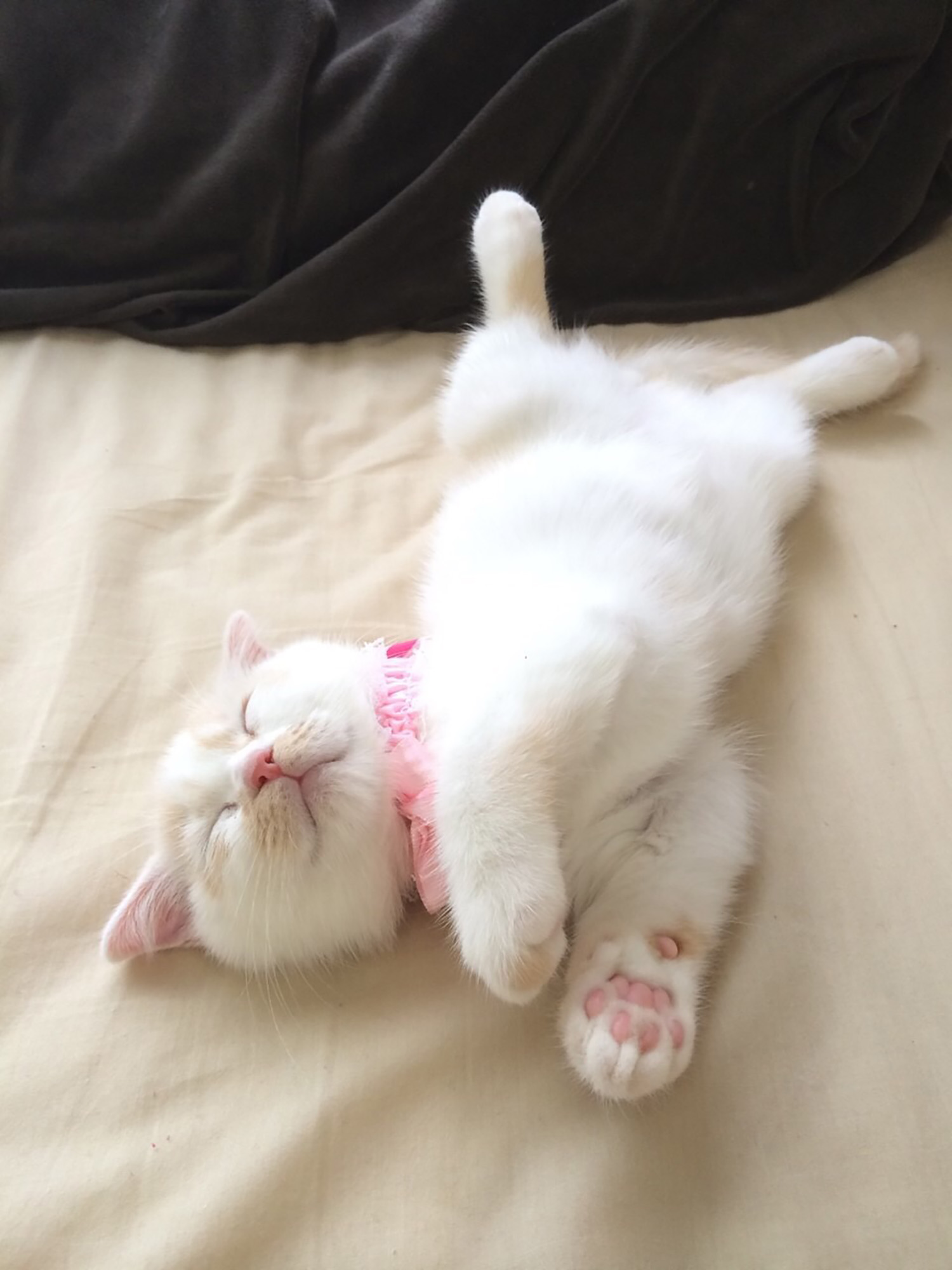 ねこ休み展 春 2018 / ホイ主_2