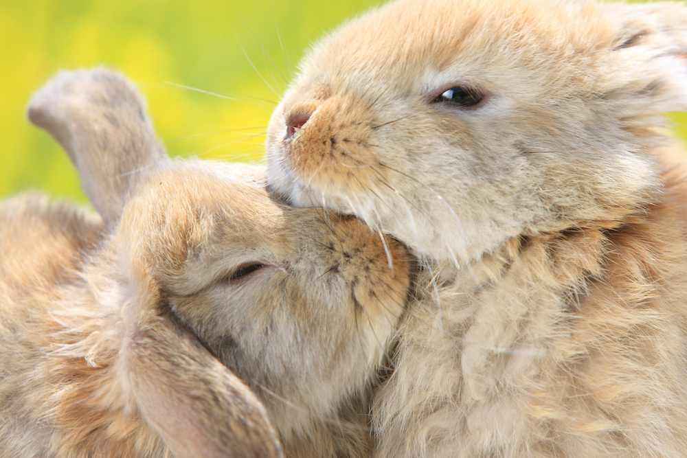 (C)うさぎしんぼる展 in 名古屋／藤本雅秋