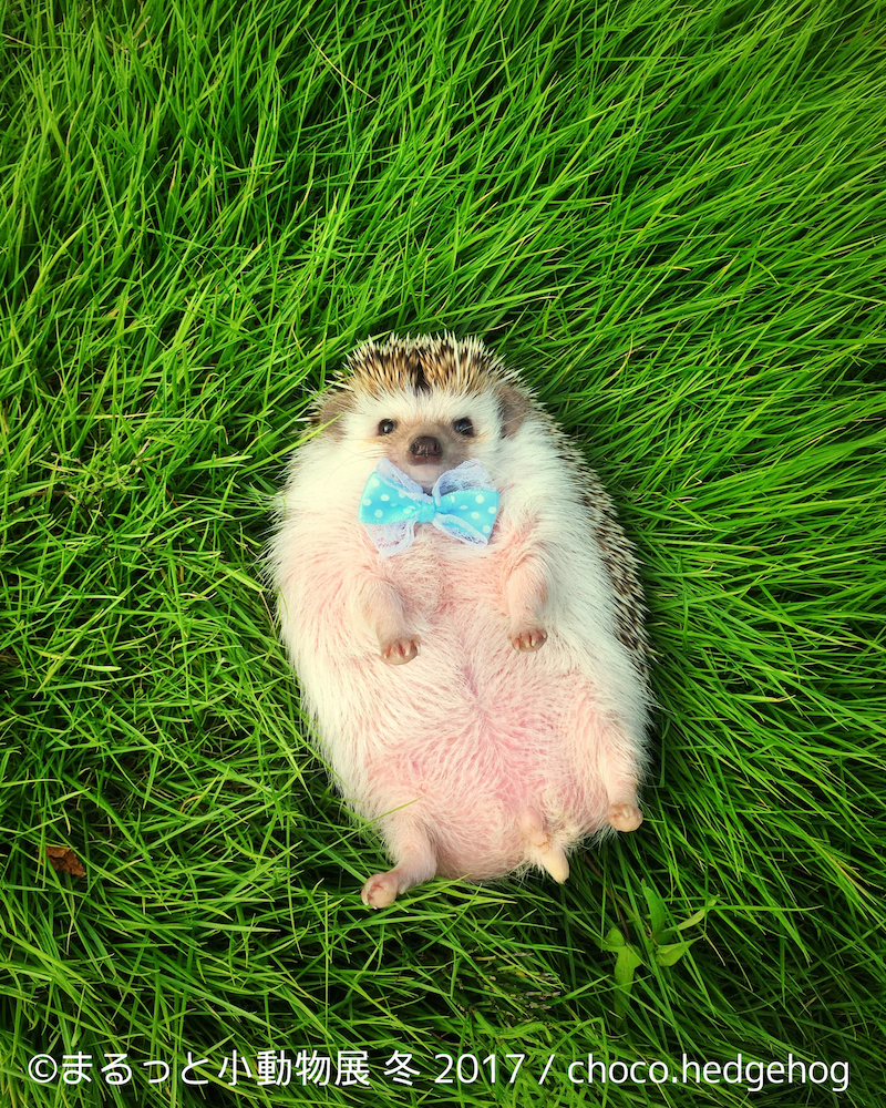 まるっと小動物展 冬 2017