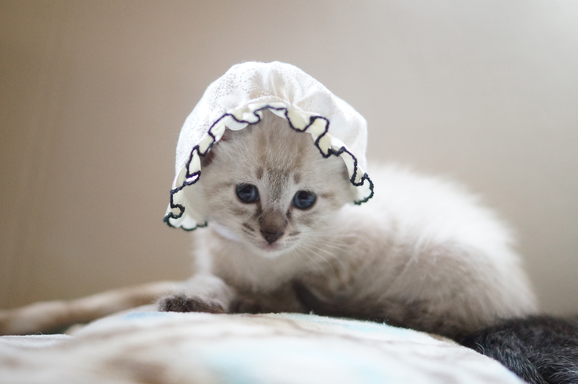 ねこ休み展 春 2018 / わさびちゃんち_1