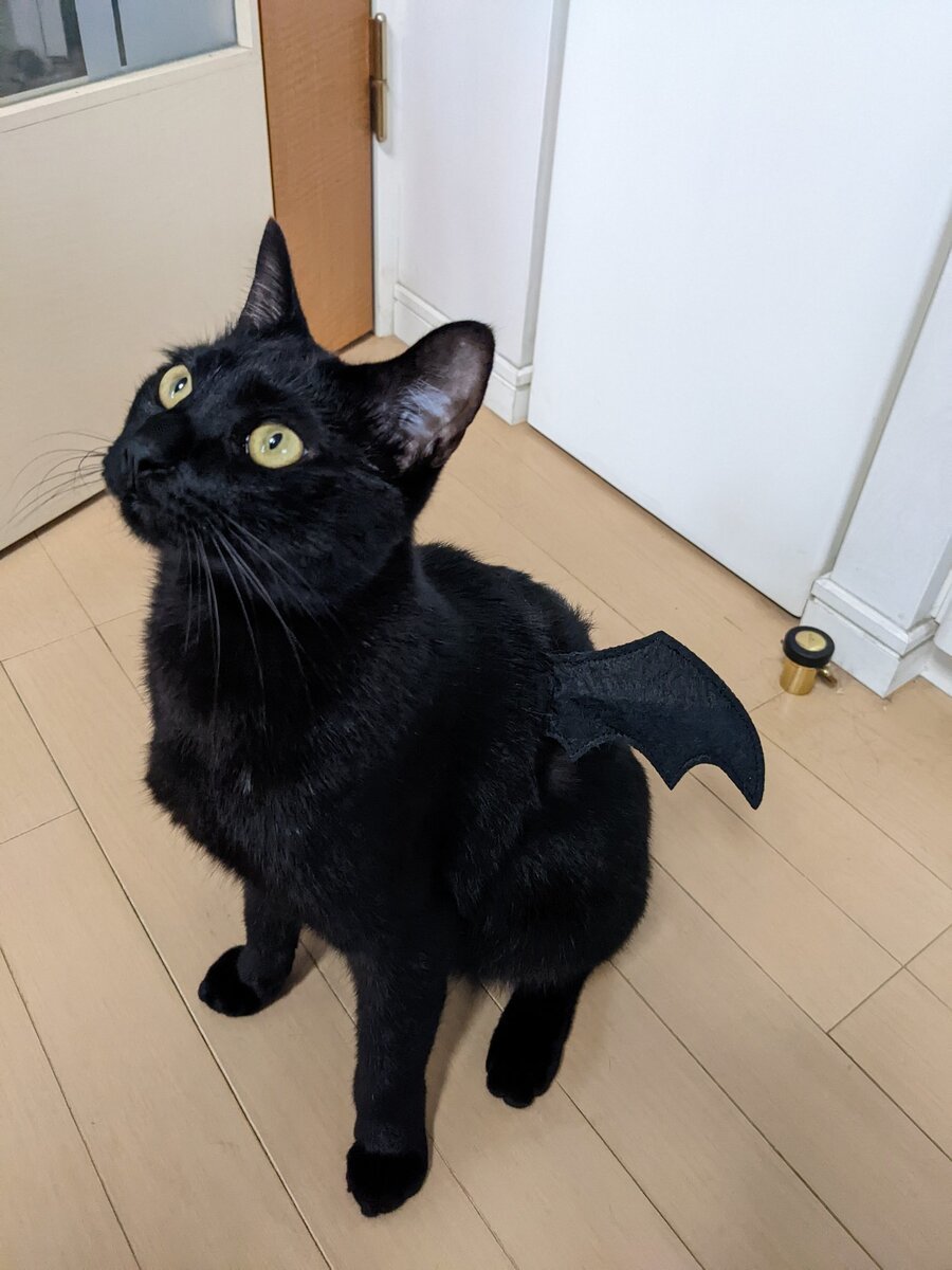 黒猫のつかいさん 専用ページ - PC/タブレット