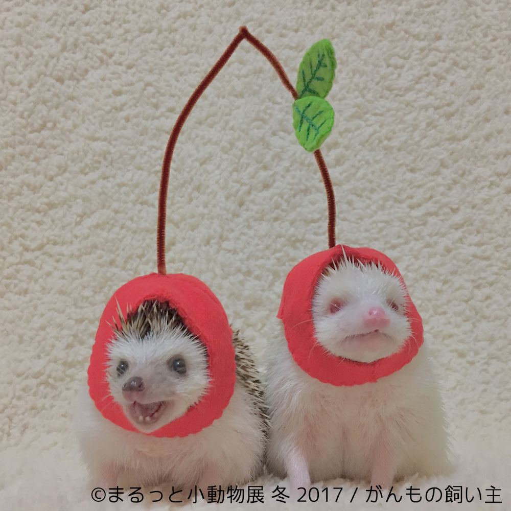 まるっと小動物展 冬 2017