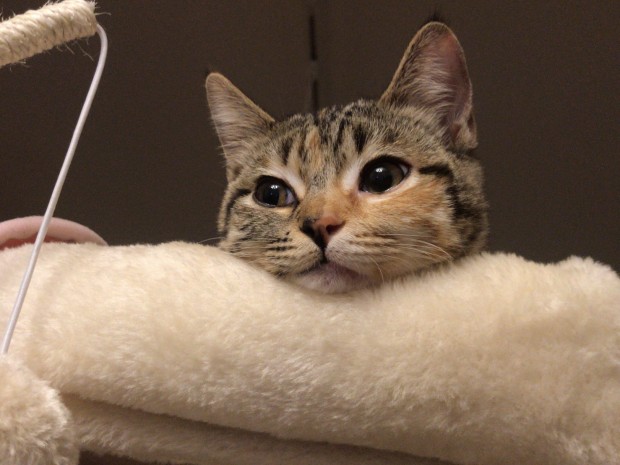 ここちゃん9