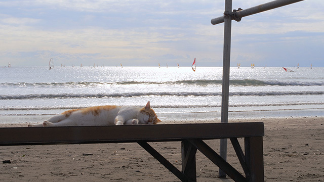 岩合光昭の世界ネコ歩き「鎌倉　海そしてニャン」