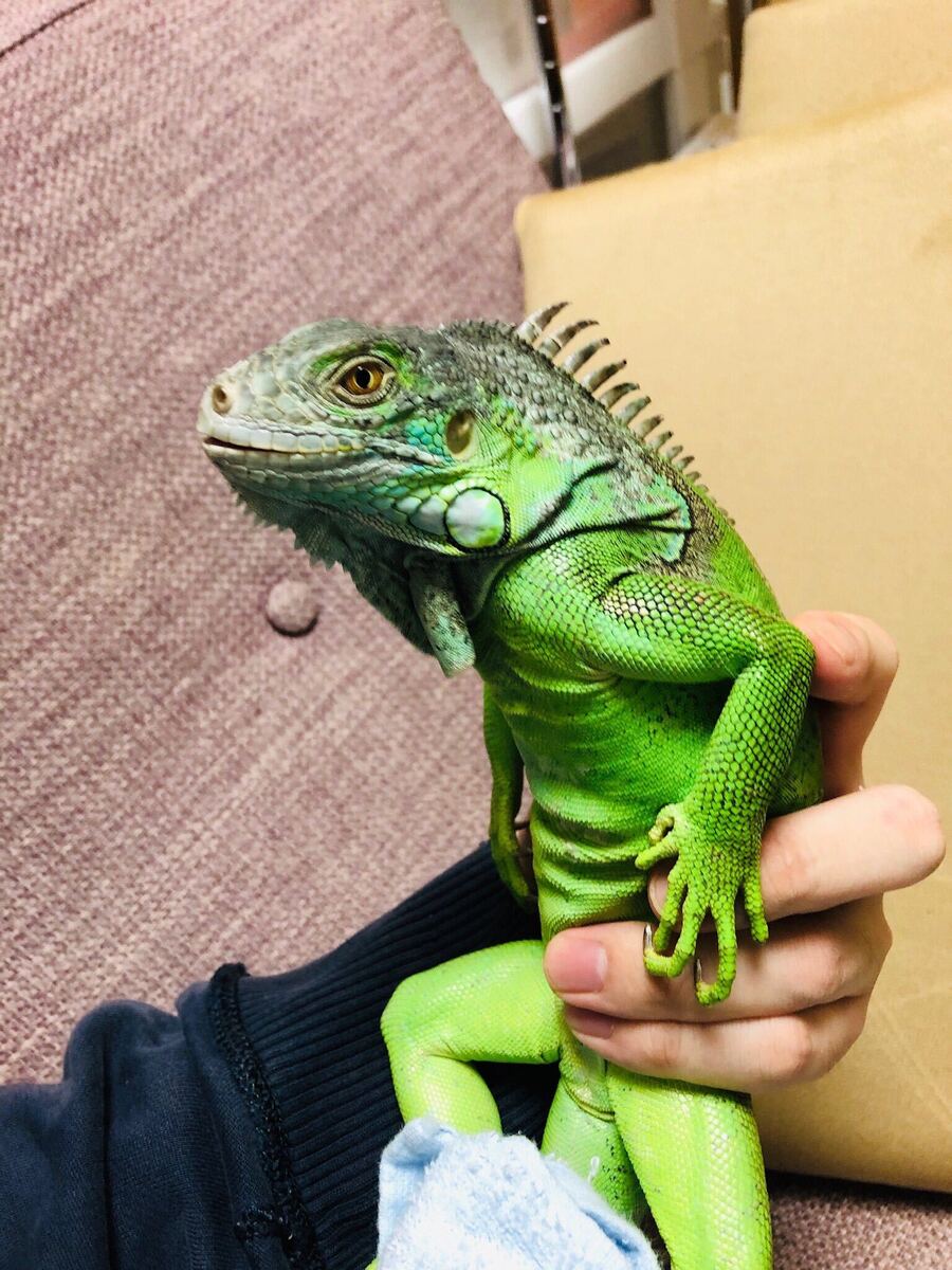 イグアナ　オルフェくん