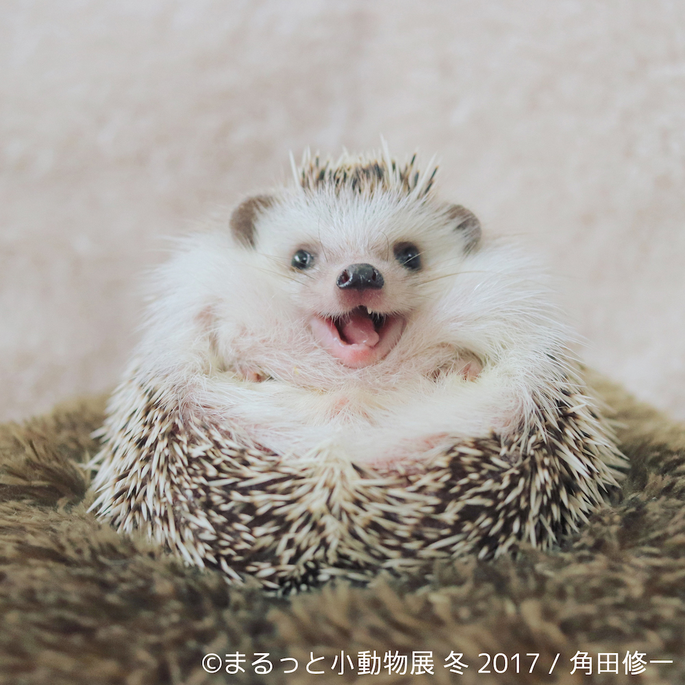 まるっと小動物展 冬 2017