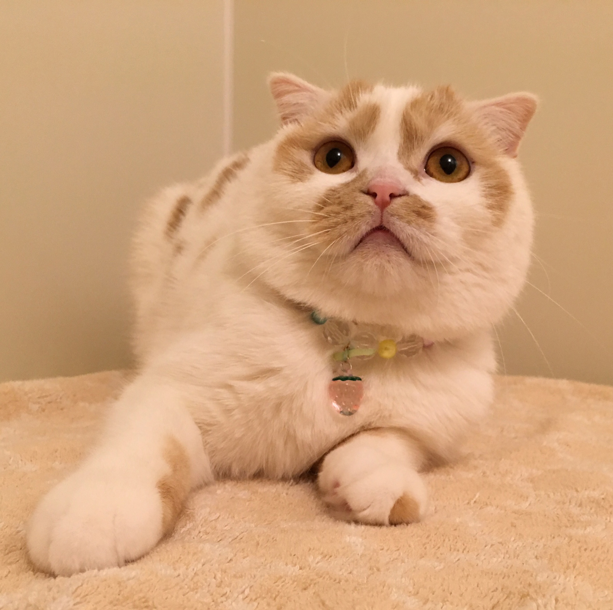 ねこ休み展 春 2018 / ホイ主_1