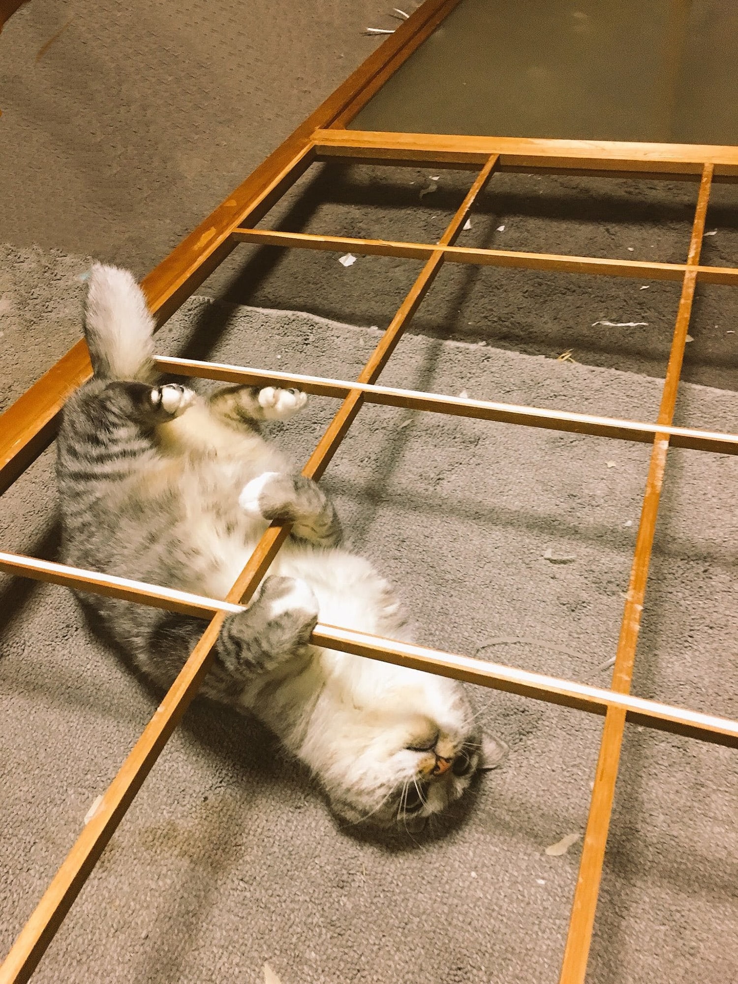 ねこ休み展 春 2018 / ココニャ_1