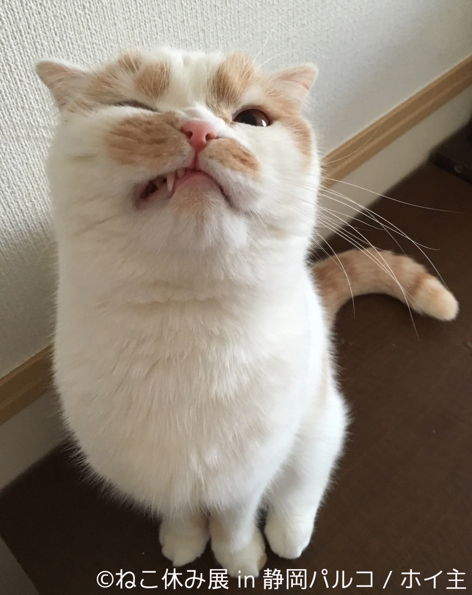 ねこ休み展in静岡パルコ