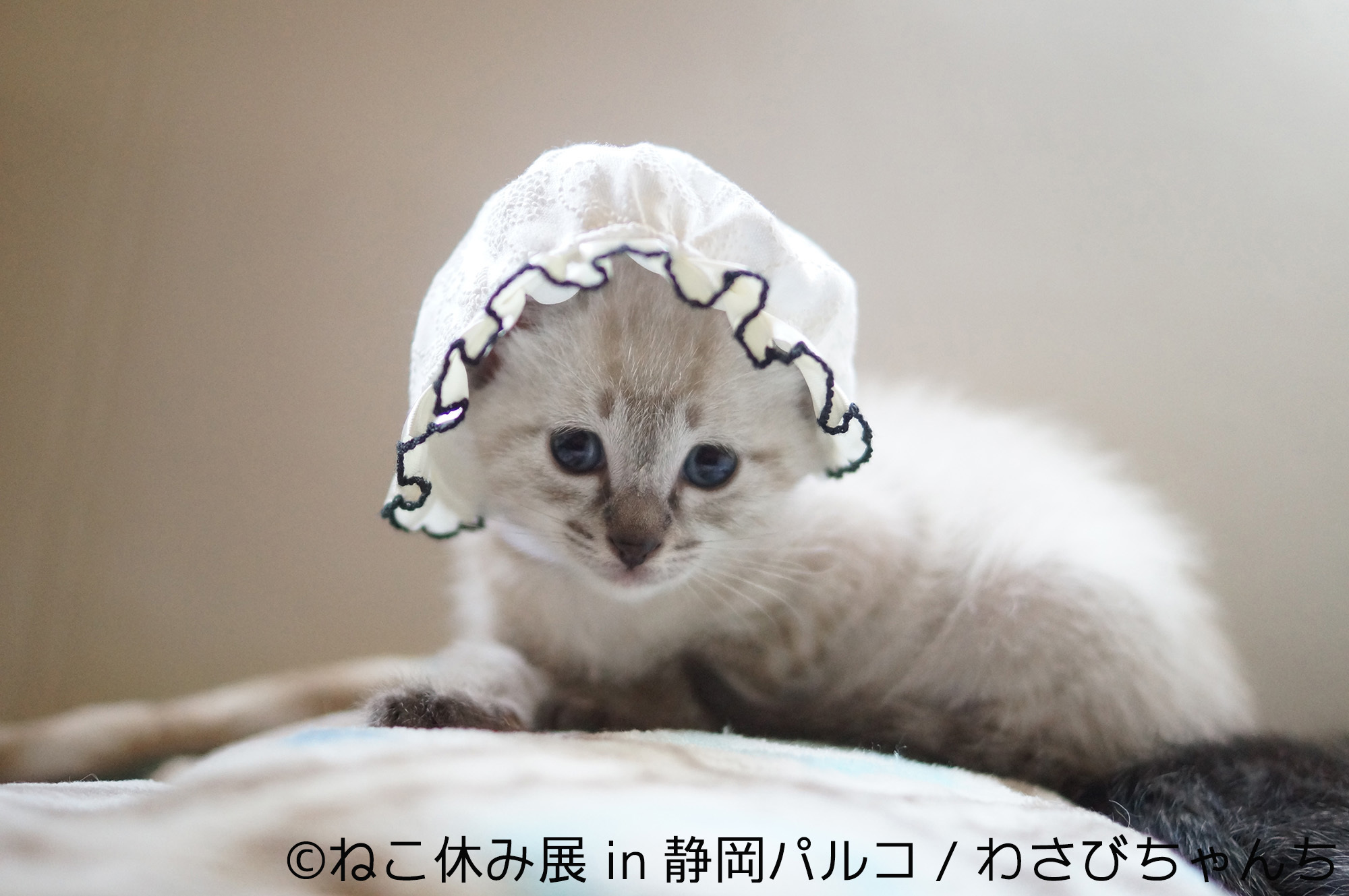 ねこ休み展in静岡パルコ