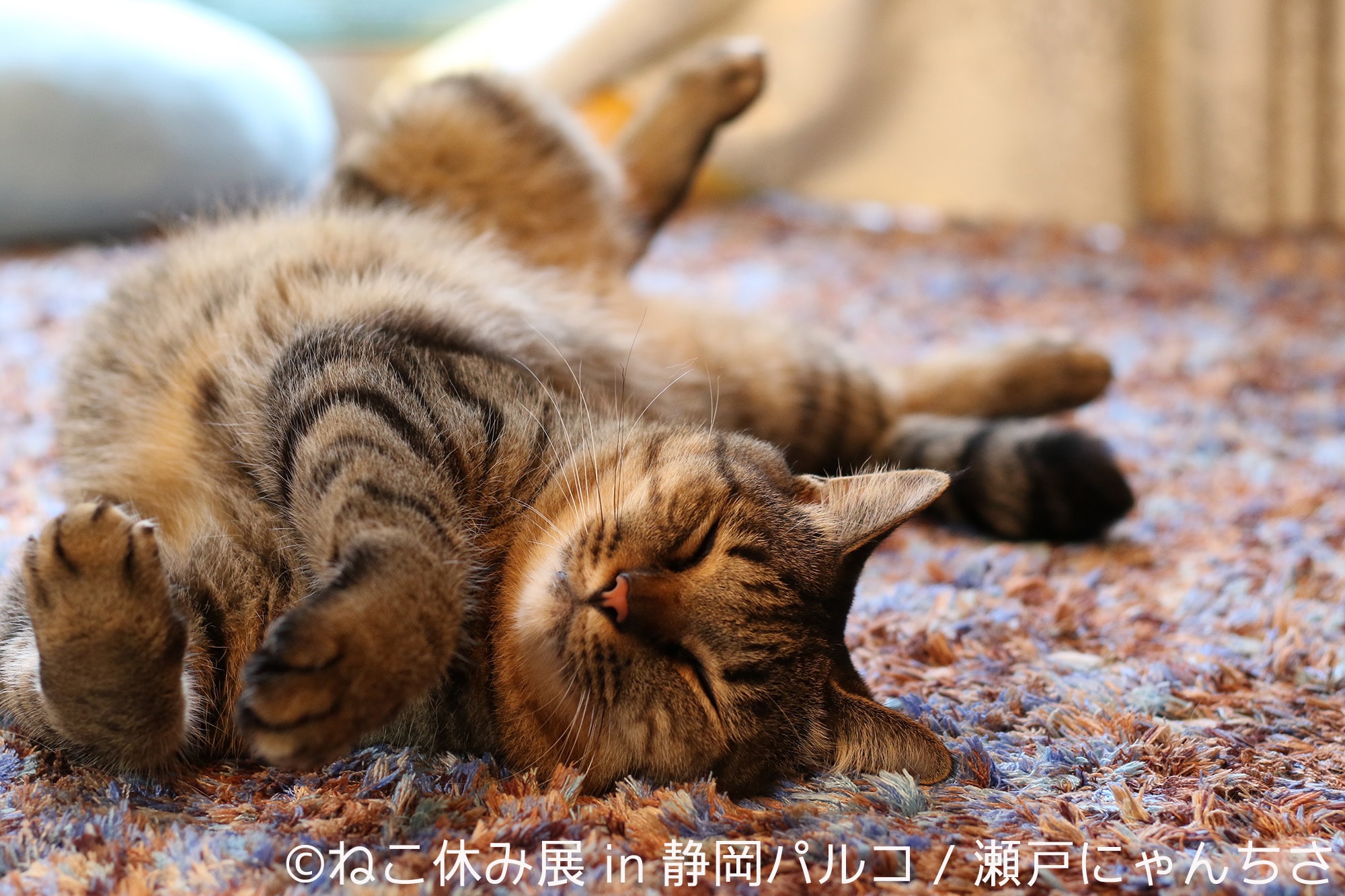 ねこ休み展in静岡パルコ
