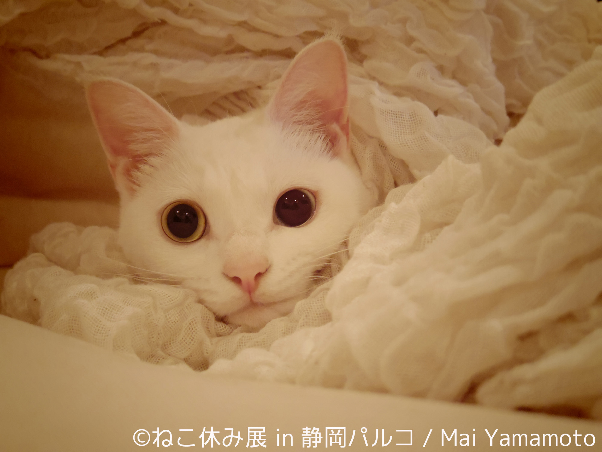 ねこ休み展in静岡パルコ