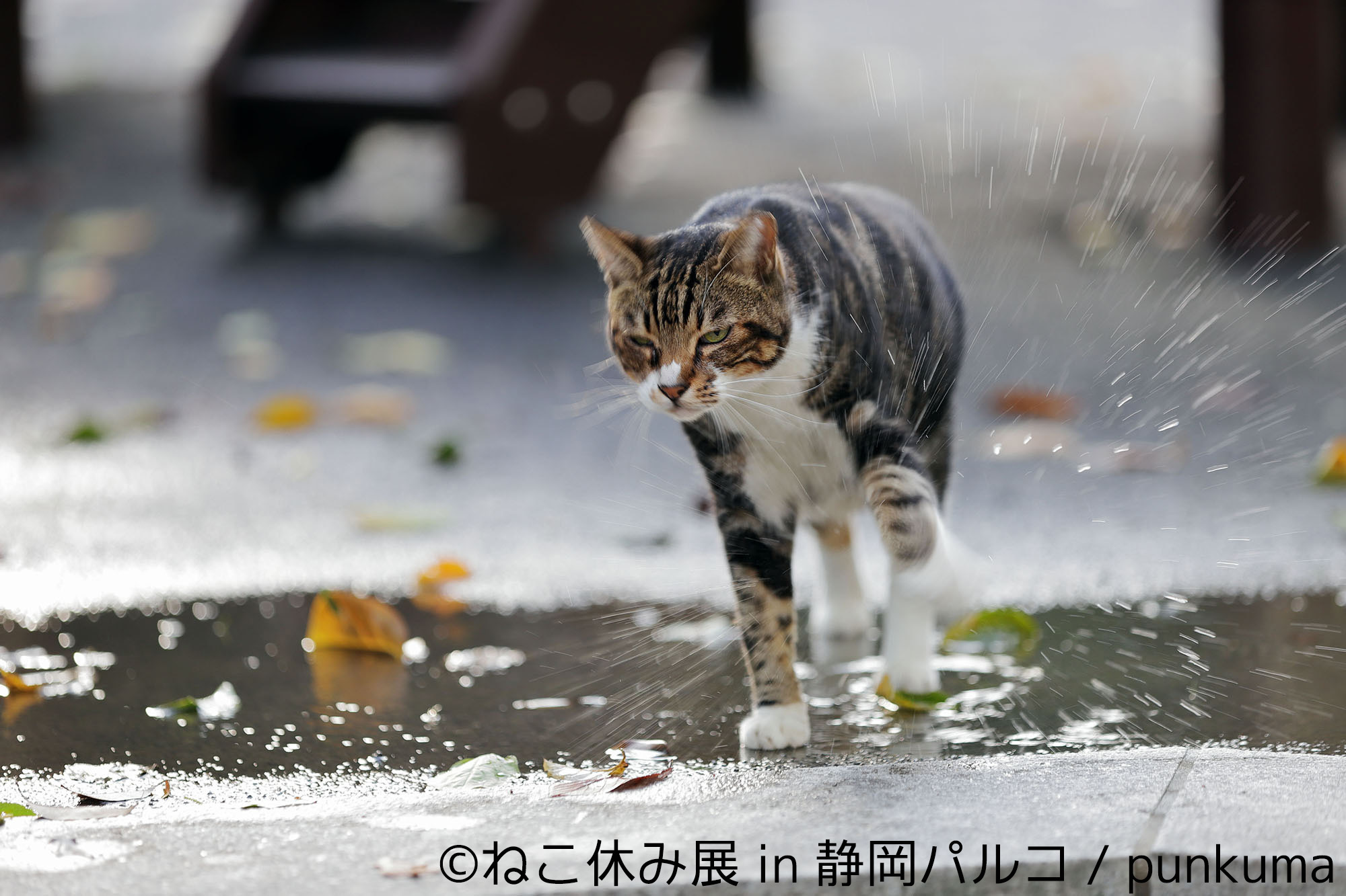 ねこ休み展in静岡パルコ