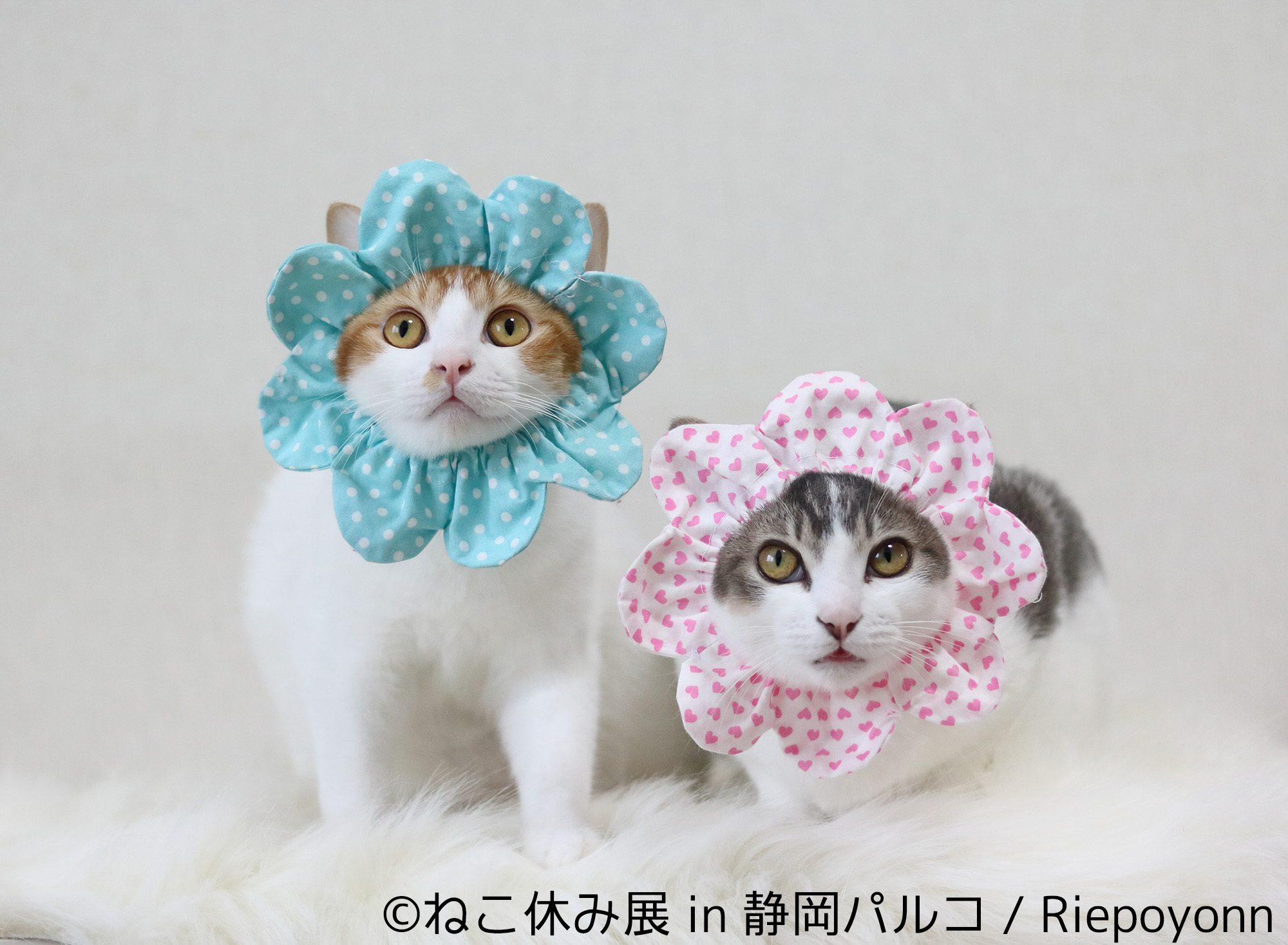 ねこ休み展in静岡パルコ