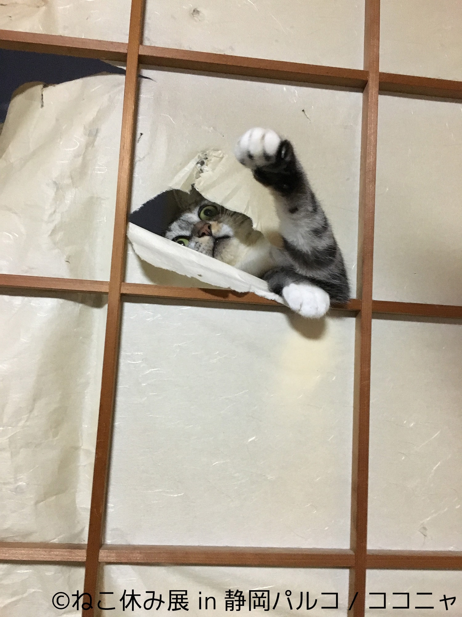 ねこ休み展in静岡パルコ