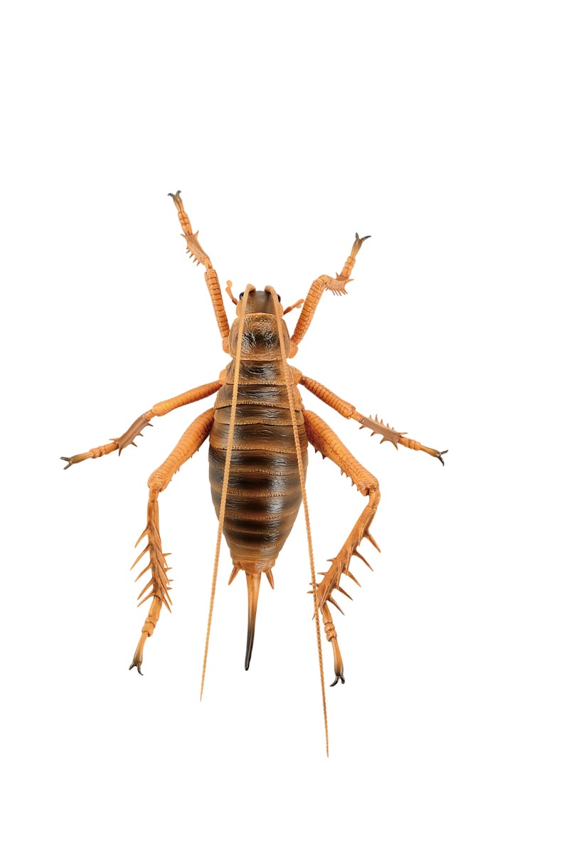 ジャイアントウェタ2