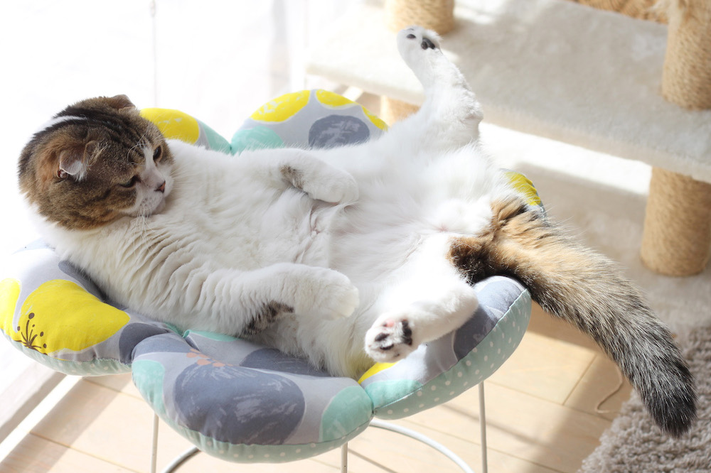 (C)ねこ休み展in大阪 / jun.k