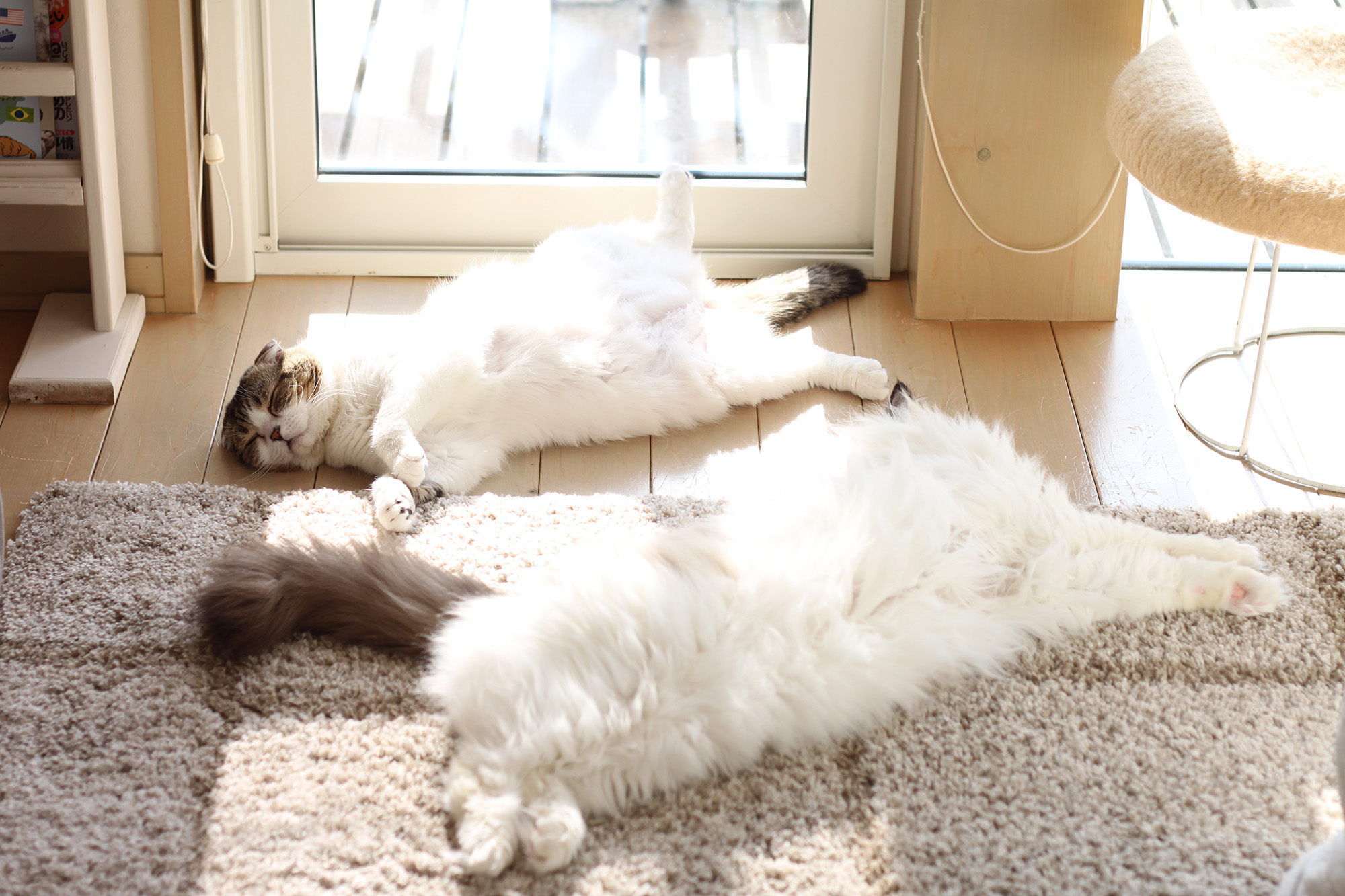 ねこ休み展 春 2018 / jun.k_1