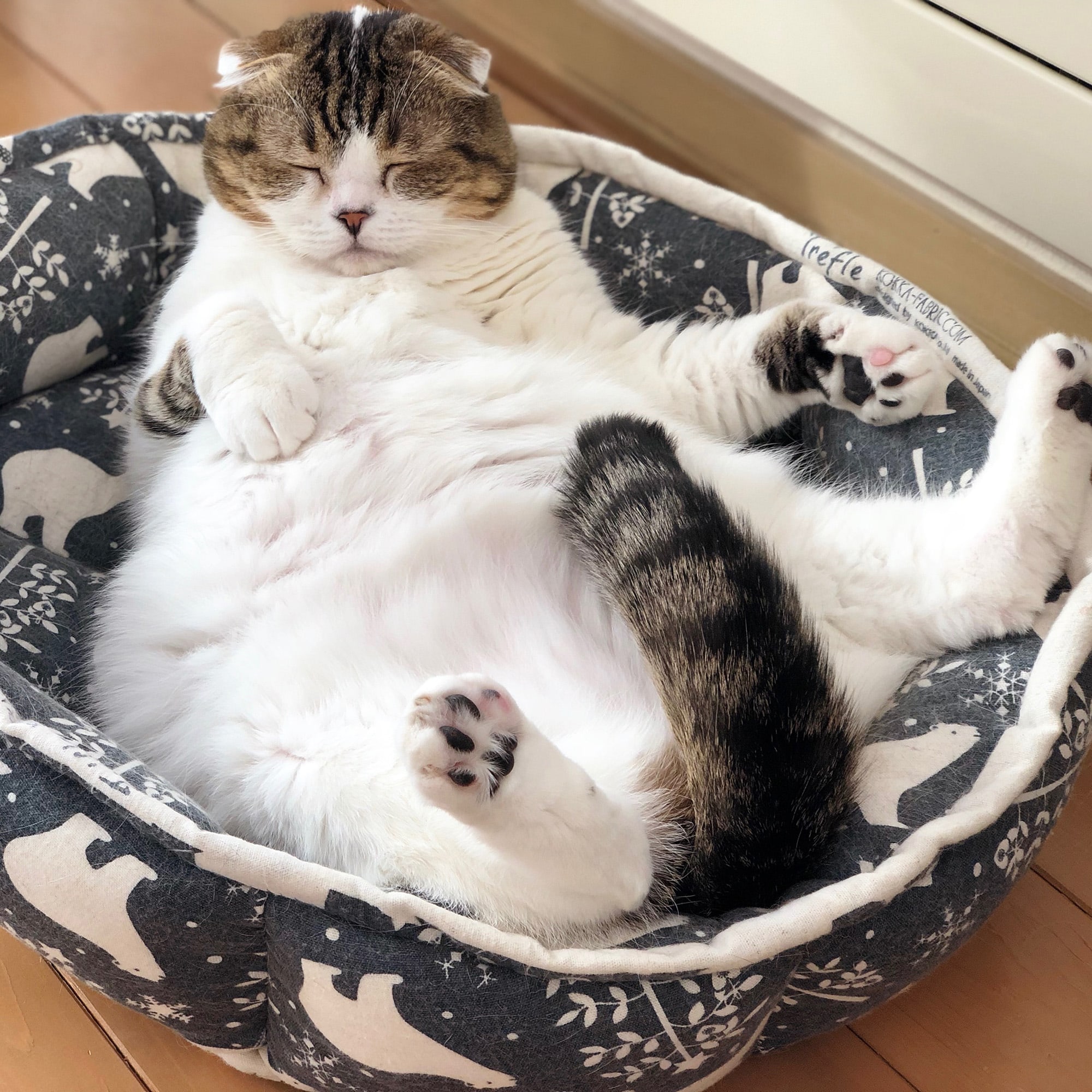 ねこ休み展 春 2018 / jun.k_2