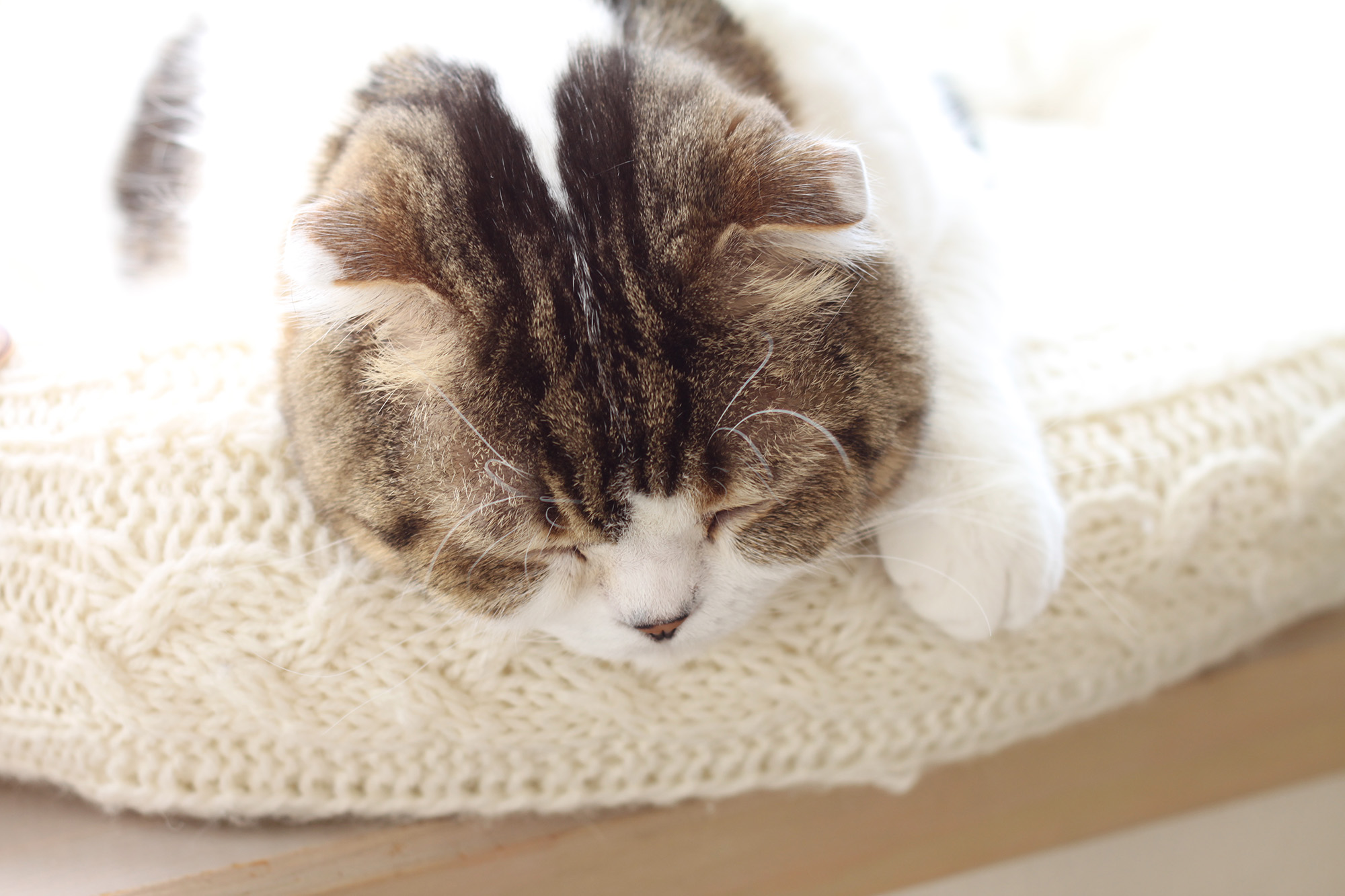 ねこ休み展 春 2018 / jun.k_3