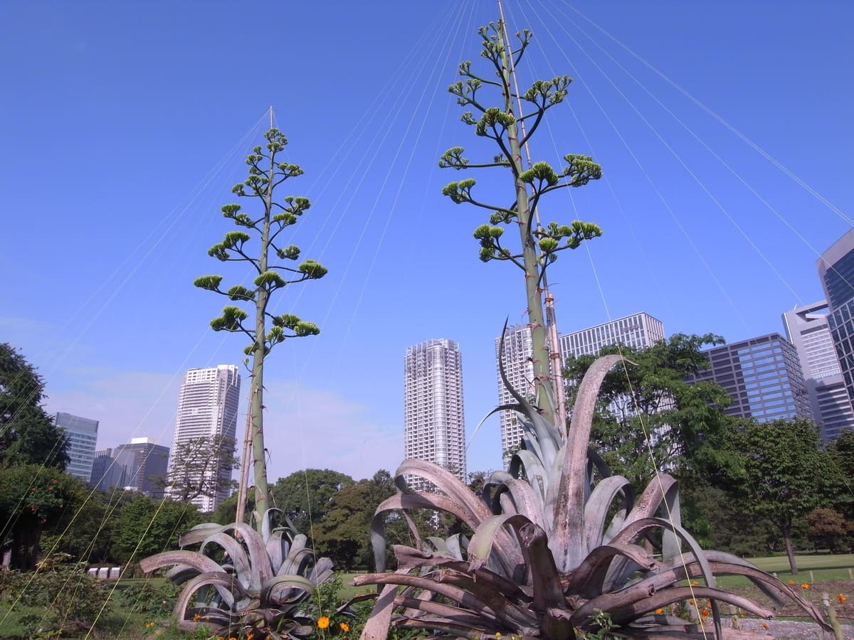 浜離宮恩賜庭園で10年前に開花したアオノリュウゼツランの画像 Kai You Net