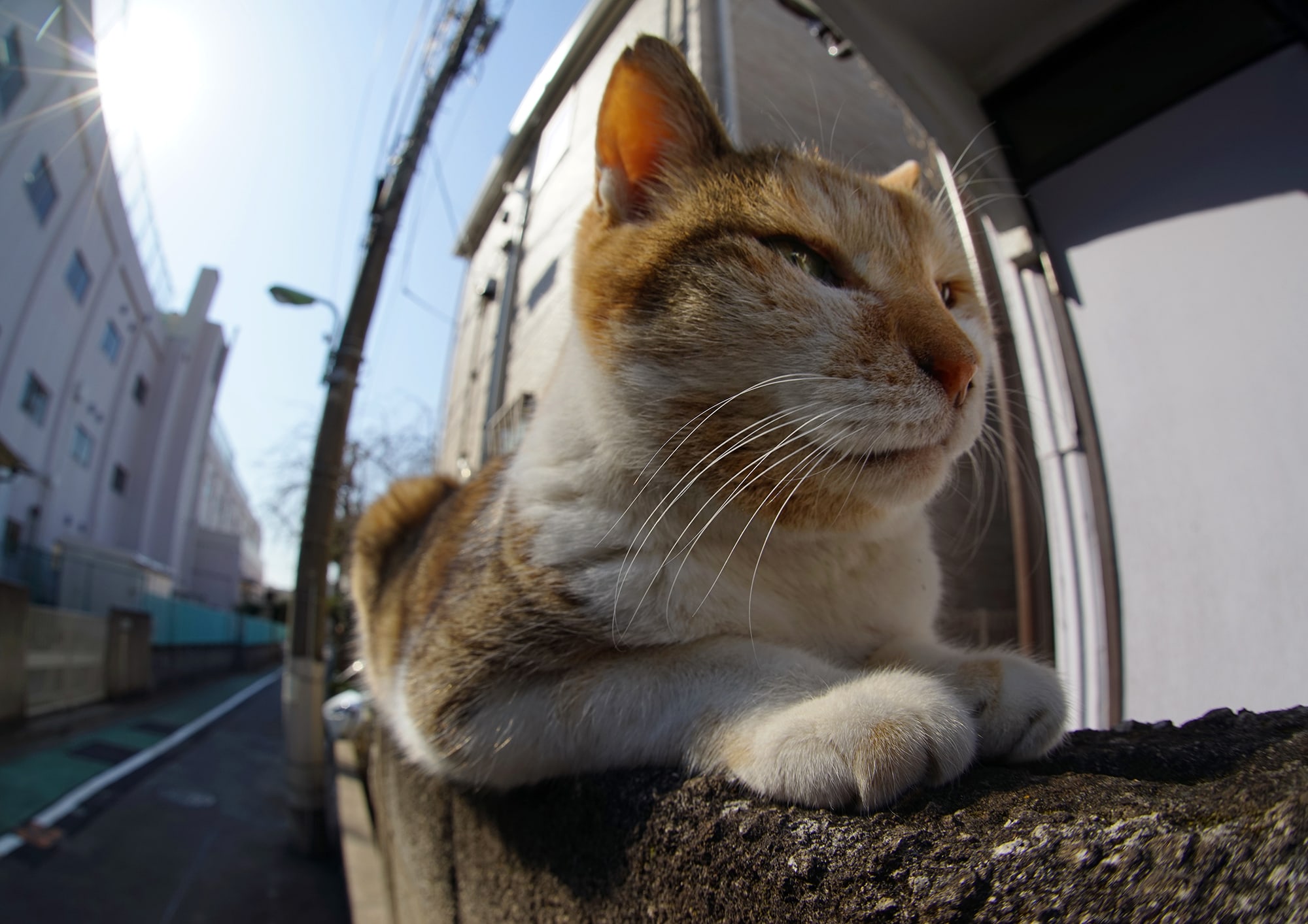 ねこ休み展 春 2018 / kiyochan_1