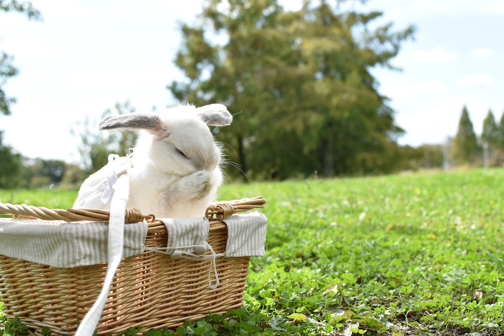 (C)うさぎしんぼる展 in 名古屋／mapi.ponyo.porun