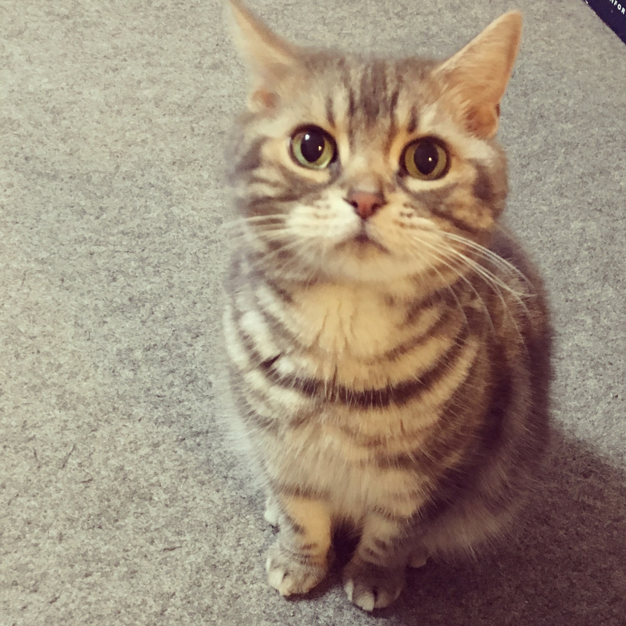 ねこ休み展 春 2018 / matsumotoooooo