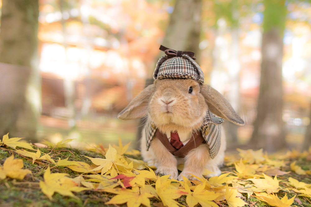 (C)うさぎしんぼる展 in 名古屋／mumitan