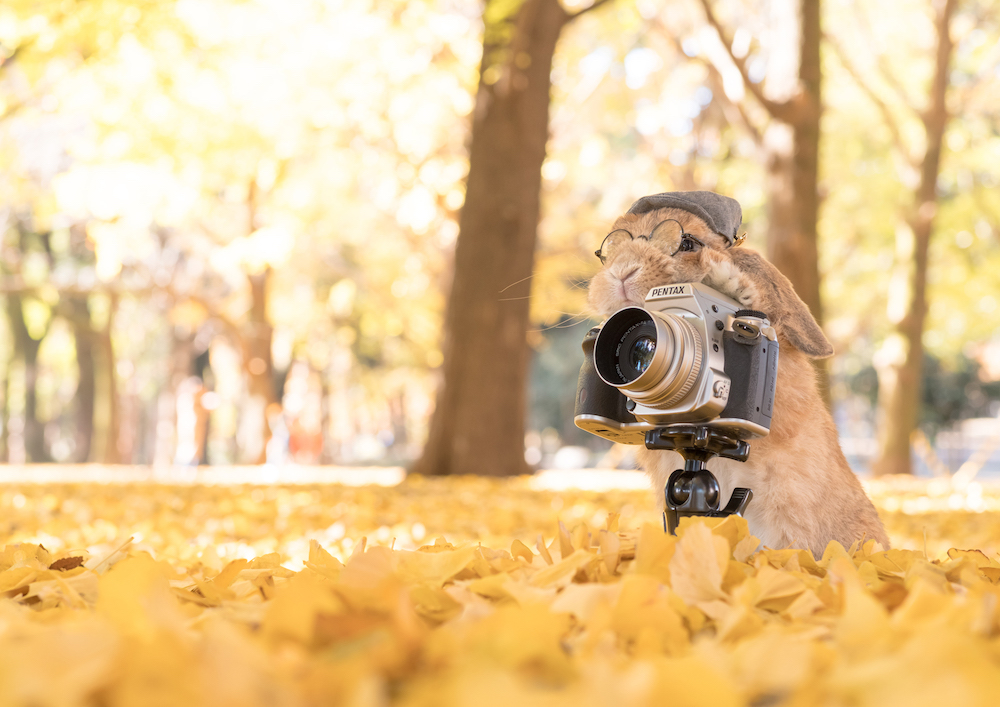 (C)うさぎしんぼる展 in 名古屋／mumitan