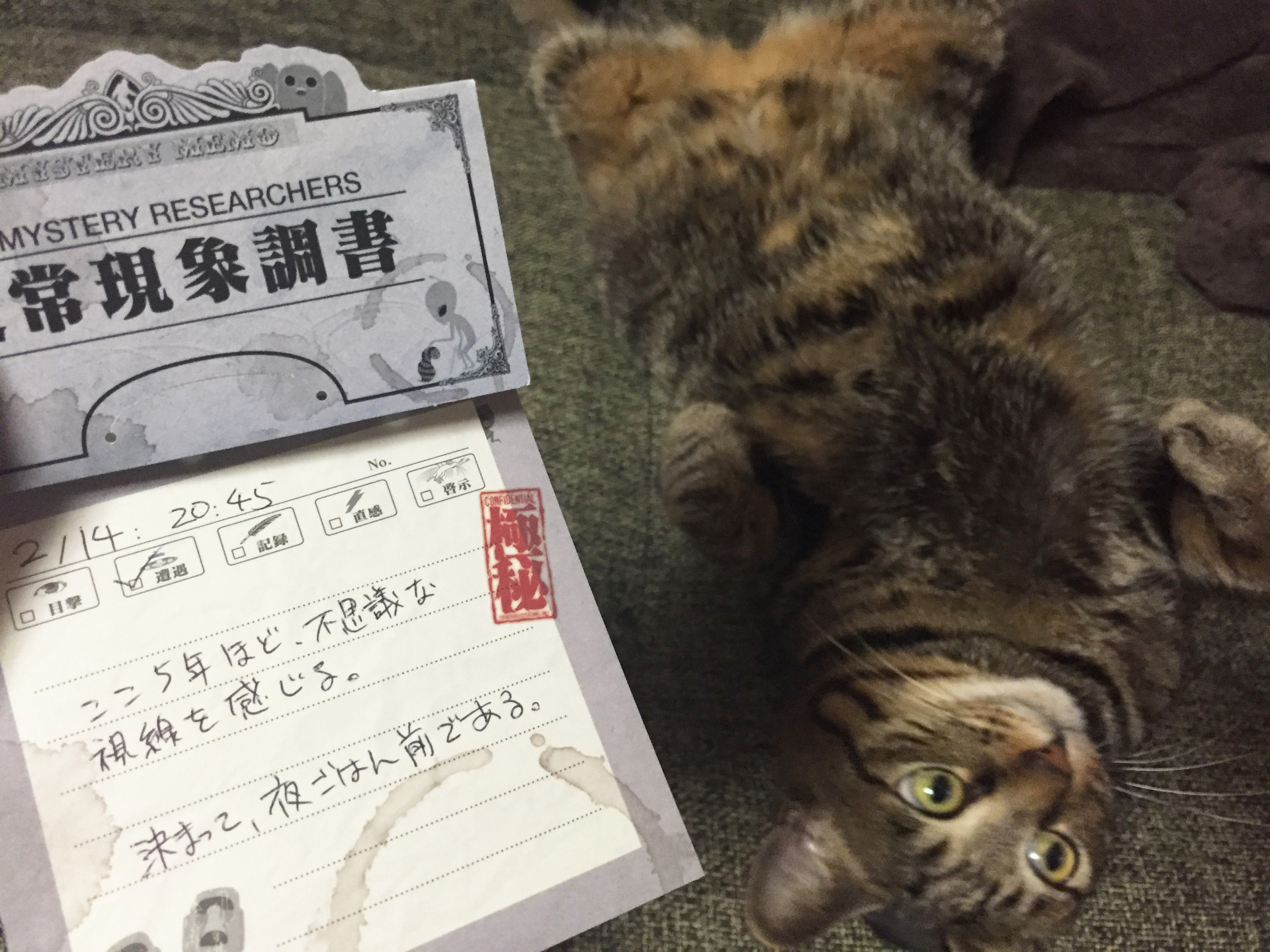 ブロッックメモと飼い猫