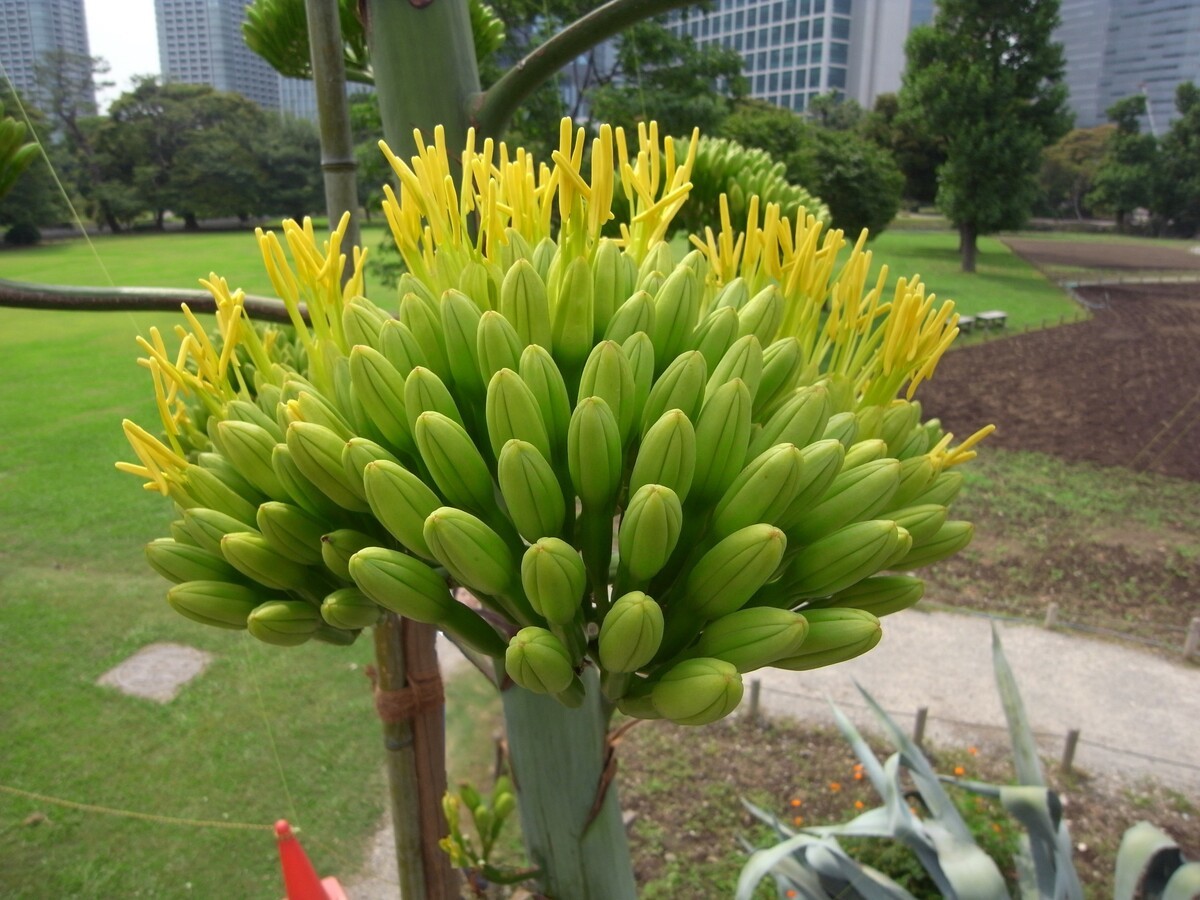 浜離宮恩賜庭園で10年前に開花したアオノリュウゼツランの画像 Kai You Net