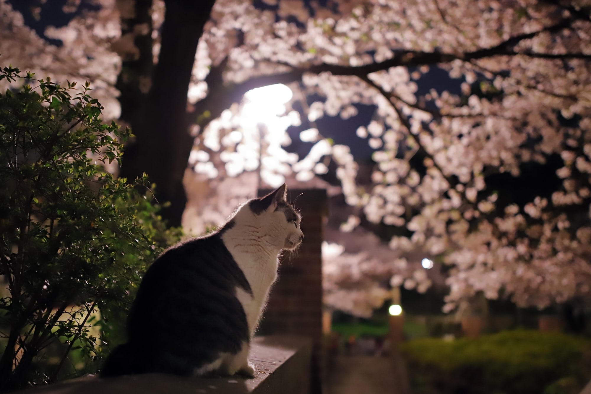 ねこ休み展 春 2018 / punkuma