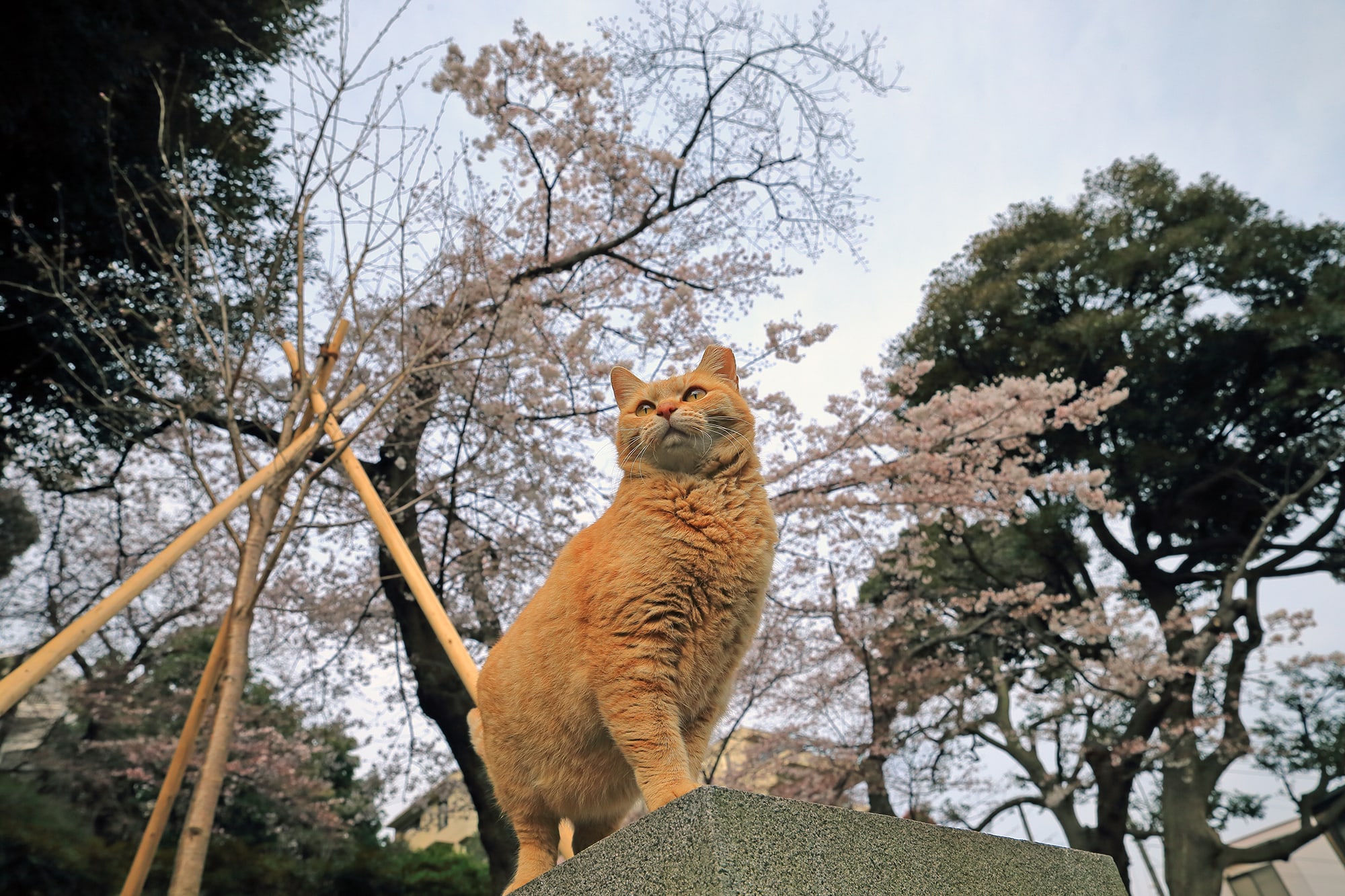 ねこ休み展 春 2018 / punkuma_2