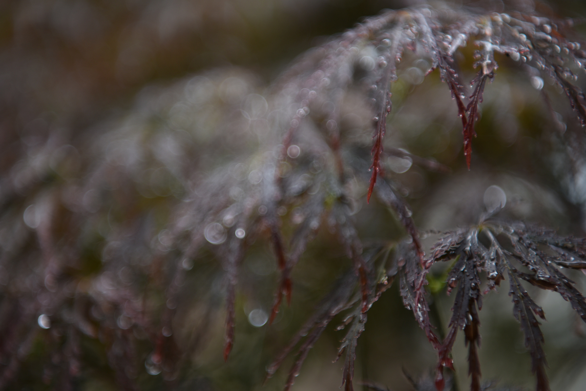 当日はあいにくの雨模様でしたが、写真で撮るとどこ情緒がありますね