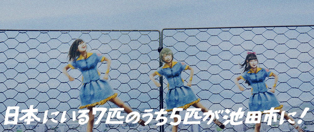 「ひよこちゃんvsウォンバット」