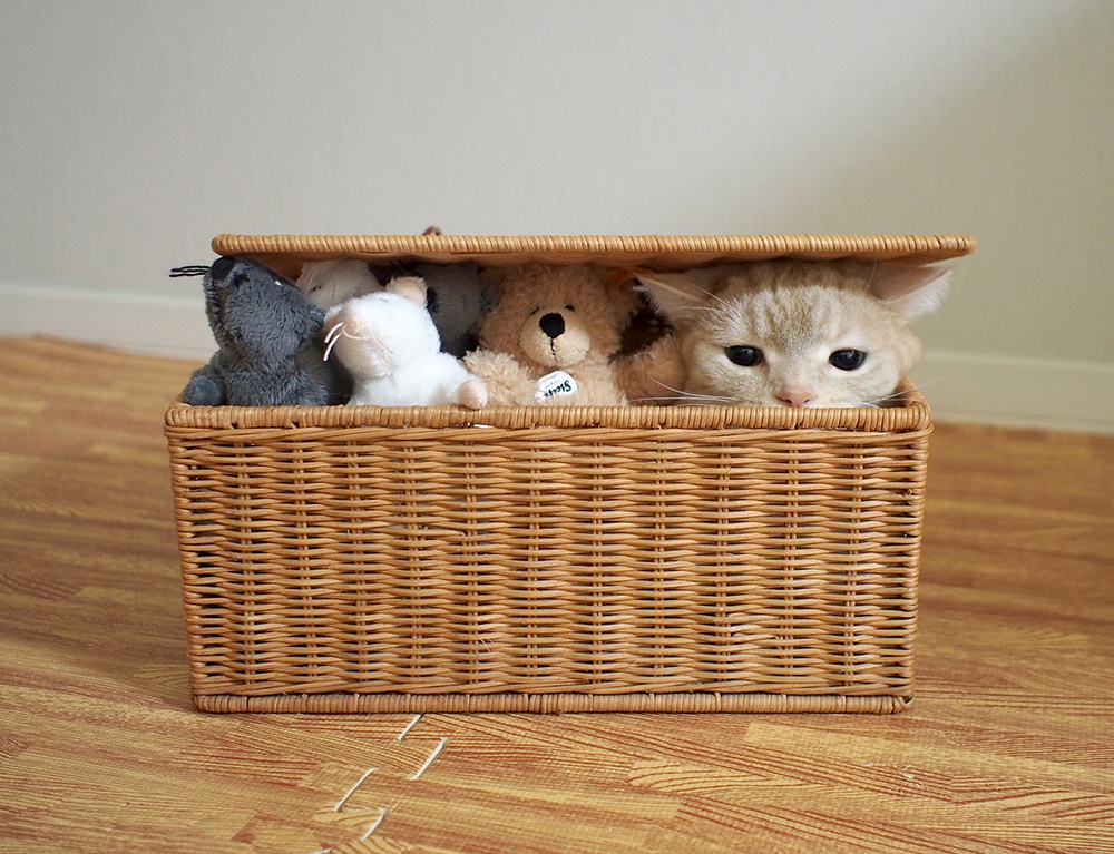 「ねこ休み展」