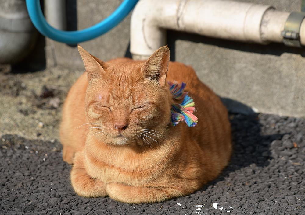 「ねこ休み展」