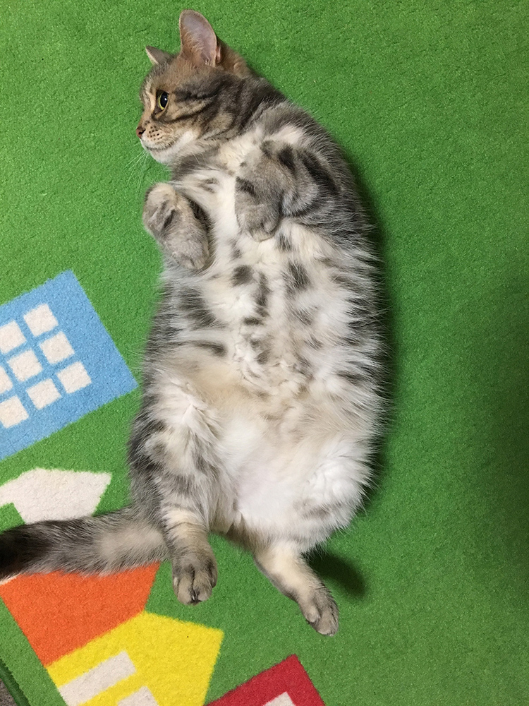 「ねこ休み展」