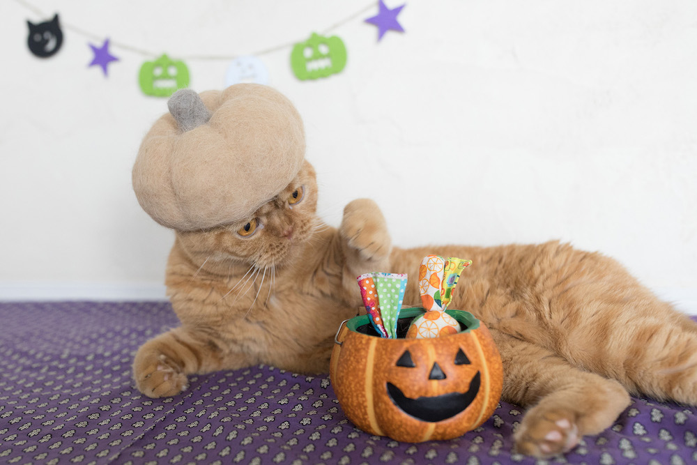 (C)ねこ休み展in大阪 / rojiman