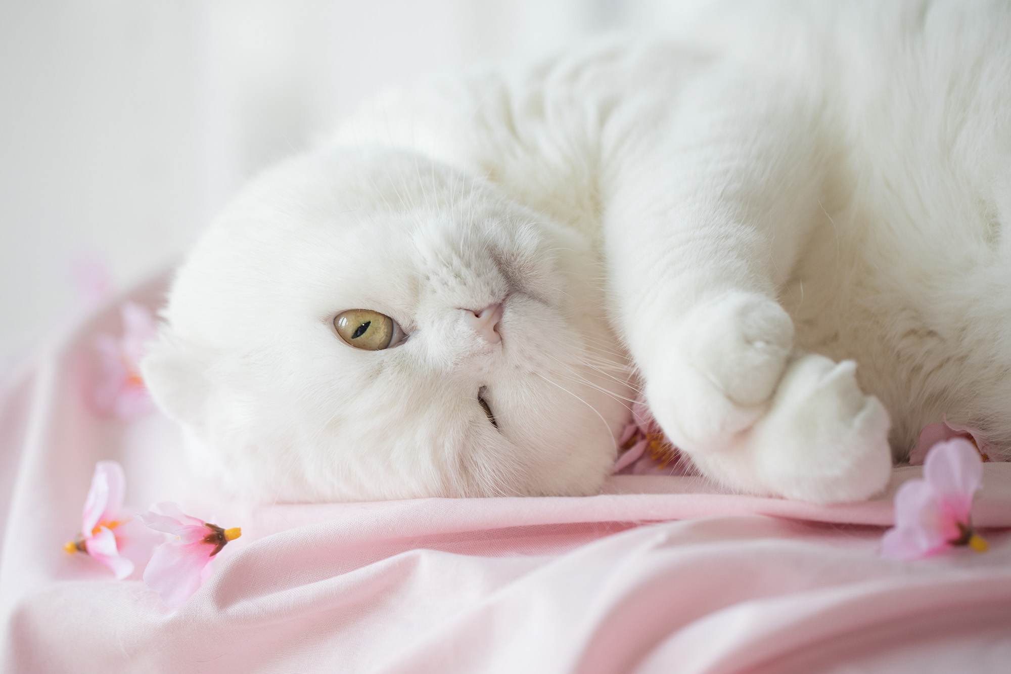 ねこ休み展 春 2018 / rojiman_4