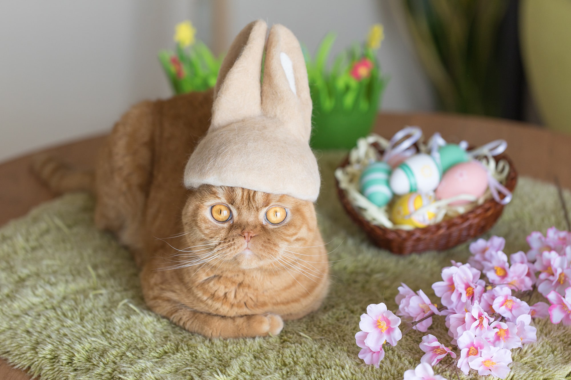 ねこ休み展 春 2018 / rojiman_5