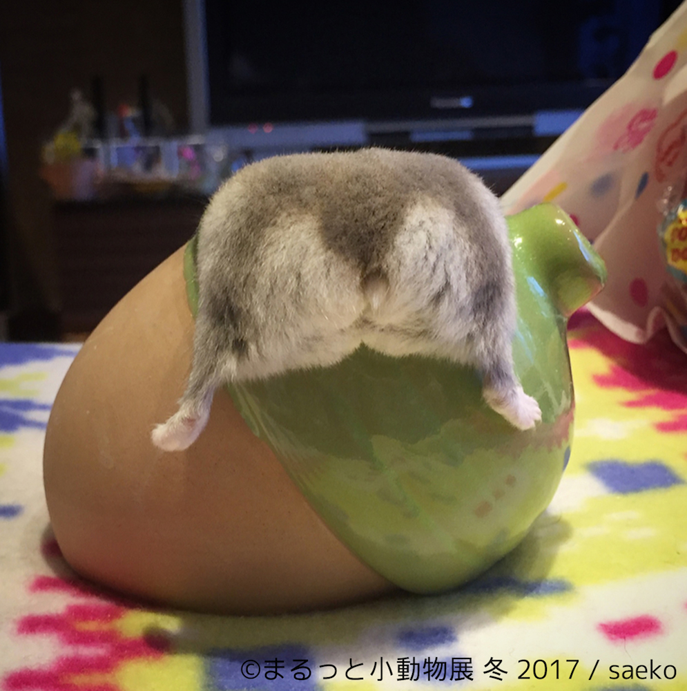 まるっと小動物展 冬 2017
