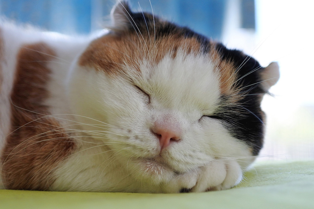 (C)ねこ休み展in大阪 / sanchelove