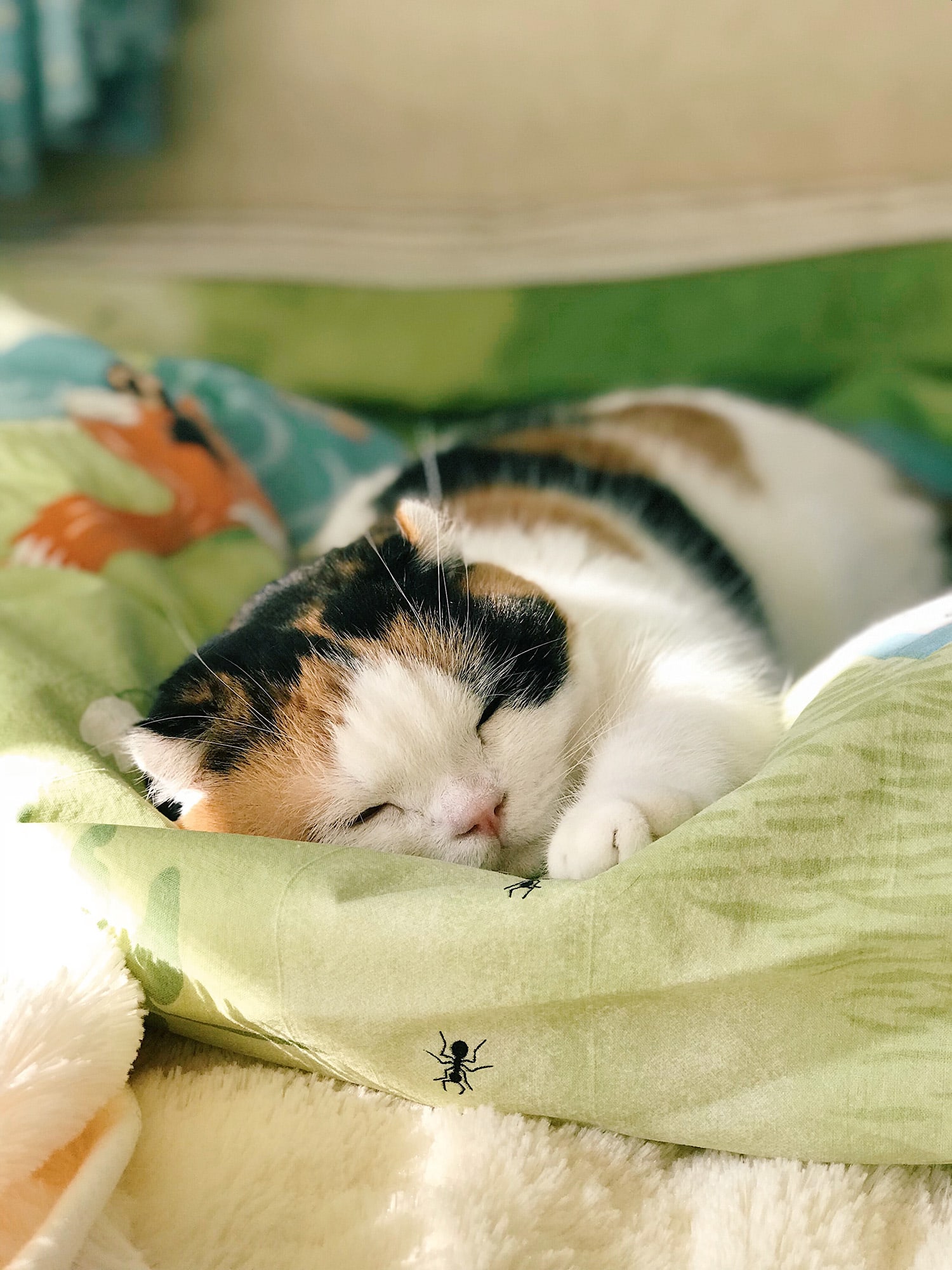 ねこ休み展 春 2018 / sanchelove_1