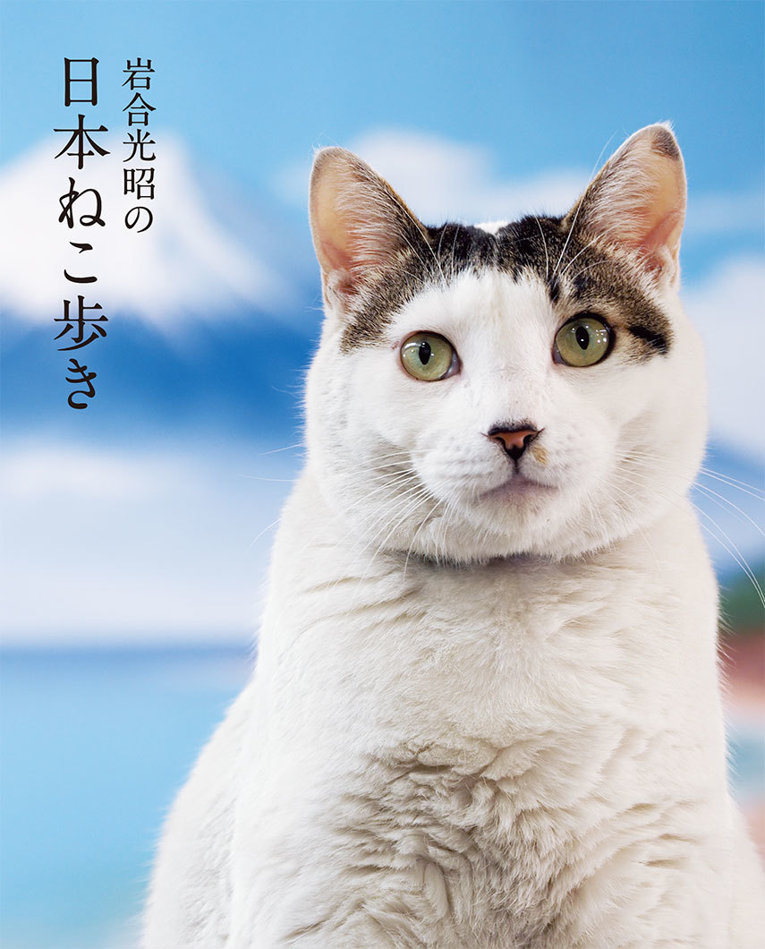 画像4: 『岩合光昭の世界ネコ歩き』10周年で写真展　約150点の展示は全て新作