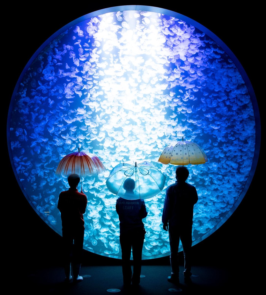 「YOU+MORE!」加茂水族館