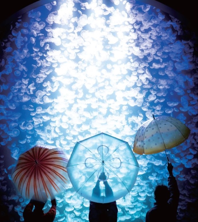 「YOU+MORE!」加茂水族館