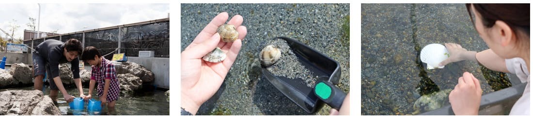 「あつまれ どうぶつの森× 横浜・八景島シーパラダイス はっけい島 海の生きもの ふれあい展」