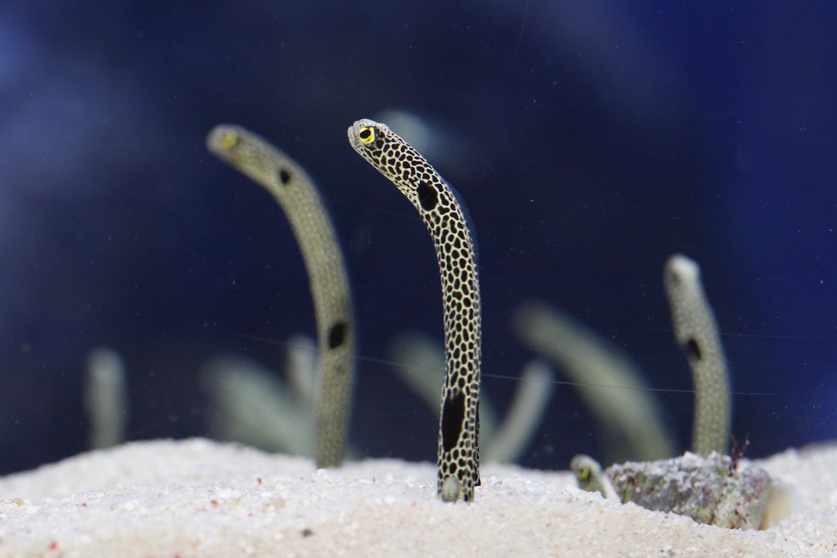 すみだ水族館のチンアナゴの画像 Kai You Net